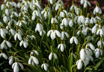 beautiful flowers in nature in the botanical garden