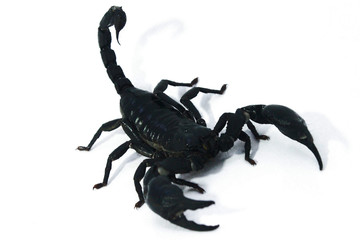 Black scorpion beetle crawling poisonous dangerous animals