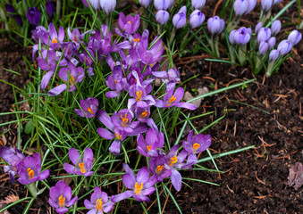 beautiful flowers in nature in the botanical garden