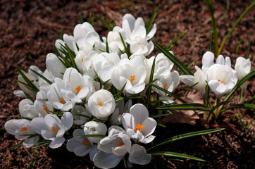 beautiful flowers in nature in the botanical garden
