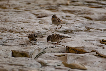 Passerine flocks and families moving in search of food, wildlife, wild and small flying animals, natural survival in modern conditions