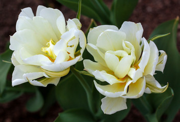 Obraz premium beautiful flowers in nature in the botanical garden