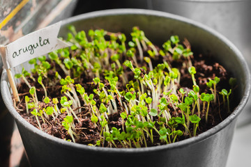 Urban Gardening, Growing Vegetables at Home, Arugula Baby Plants. healthy super food