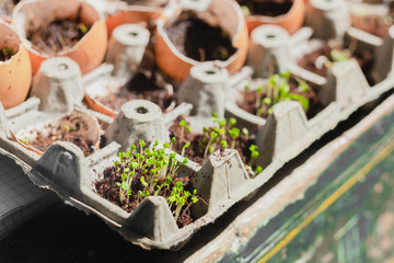 Urban Gardening, Growing Vegetables at Home, Arugula Baby Plants. healthy super food egg shell