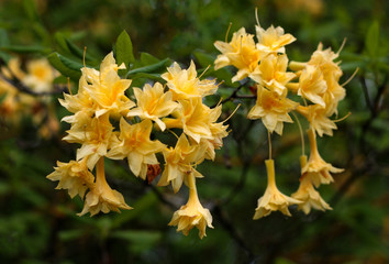beautiful flowers in nature in the botanical garden