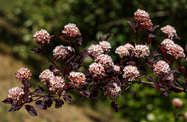 beautiful flowers in nature in the botanical garden