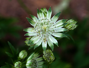 beautiful flowers in nature in the botanical garden