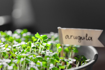Urban Gardening, Growing Vegetables at Home, Arugula Baby Plants. healthy super food