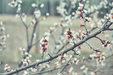 Blooming apricot branch close-up in the spring garden.