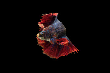 The moving moment colorful Betta fish, Siamese fighting fish in isolated on black background. 