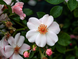 beautiful flowers in nature in the botanical garden