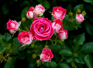 beautiful flowers in nature in the botanical garden