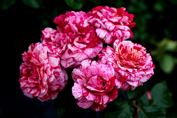 beautiful flowers in nature in the botanical garden