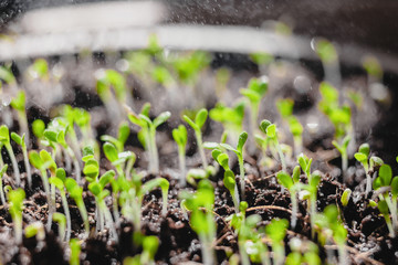 Urban Gardening, Growing Vegetables at Home, Arugula Baby Plants. healthy super food watering. raining spraying