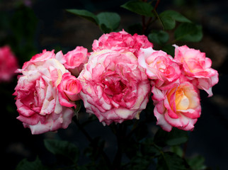 beautiful flowers in nature in the botanical garden