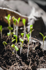 Urban Gardening, Growing Vegetables at Home, basil Baby Plants. healthy super food