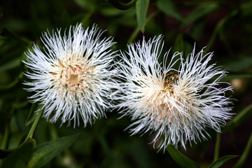 beautiful flowers in nature in the botanical garden
