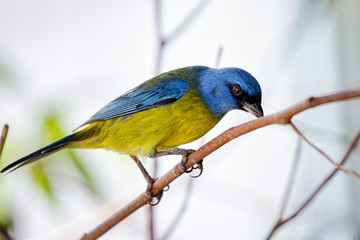 A Patagonian Sierra Finch perched on a tree branch