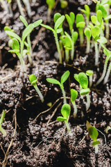 Urban Gardening, Growing Vegetables at Home, Arugula Baby Plants. healthy super food