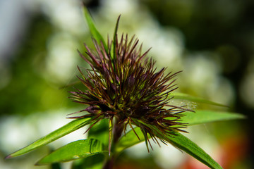 Close-up flower in progress bokey background