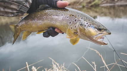 Brook trout in the hand of a fisherman.