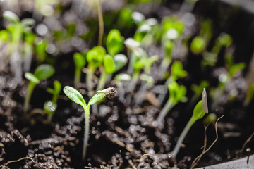 Urban Gardening, Growing Vegetables at Home, Arugula Baby Plants. healthy super food