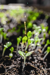 Urban Gardening, Growing Vegetables at Home, Arugula Baby Plants. healthy super food