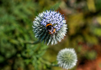 beautiful flowers in nature in the botanical garden