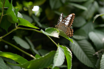 Brown and white colored Graphium Agamemnon butterfly on leaf in tropical forest. Selective focus.