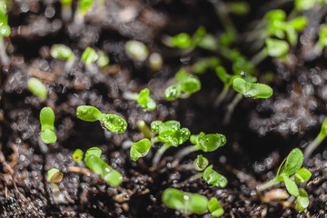 Urban Gardening, Growing Vegetables at Home, Arugula Baby Plants. healthy super food