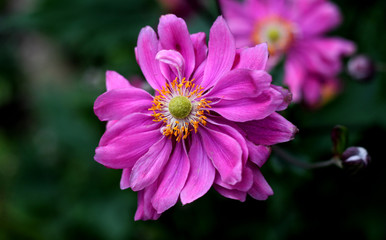 Obraz premium beautiful flowers in nature in the botanical garden