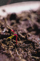 Urban Gardening, Growing Vegetables at Home, beets Baby Plants. healthy super food