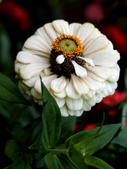 beautiful flowers in nature in the botanical garden