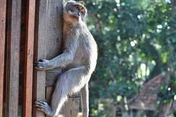 Macaque qui escalade