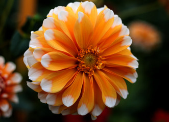 beautiful flowers in nature in the botanical garden