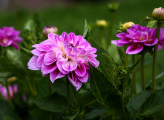 Fototapeta premium beautiful flowers in nature in the botanical garden