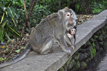Femelle macaque et son bébé