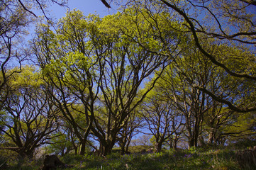 Fototapeta premium trees in the forest
