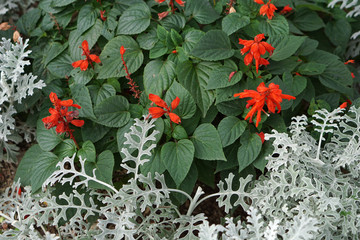 Dusty Miller and Scarlet sage