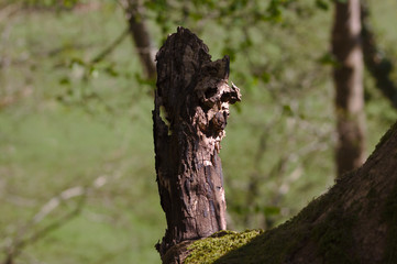 tree art scary monster face
