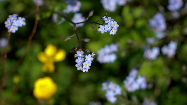 Myosotis fleurs bleues