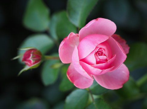 Rose pinki