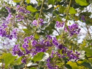 lavender flowers in the garden