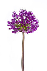 Purple ball on a long stem of an ornamental cut flower Allium. Isolated on white background.