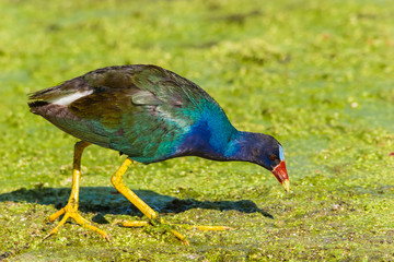 Purple Gallinule (Porphyrula martinica) In Elm Lake, Brazos Bend State Park, Needeville, Texas, USA