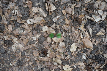 Zwei Baumsprösslinge zwischen Zapfen und Laub auf Waldboden