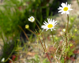 a small field camomile Bush with three open buds of white and yellow in the garden on a Sunny day