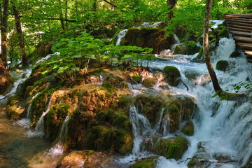 stream in the forest