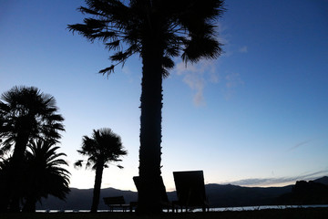 palm trees at sunset