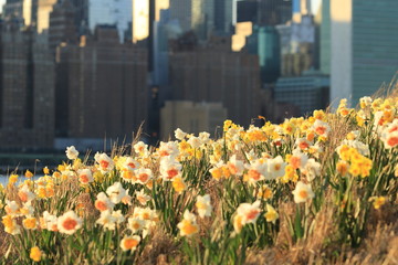 Spring Easter background with beautiful yellow daffodils in New York
